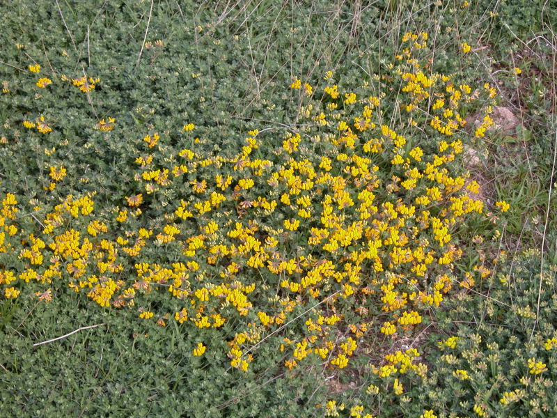 Medicago marina ? no, Lotus creticus